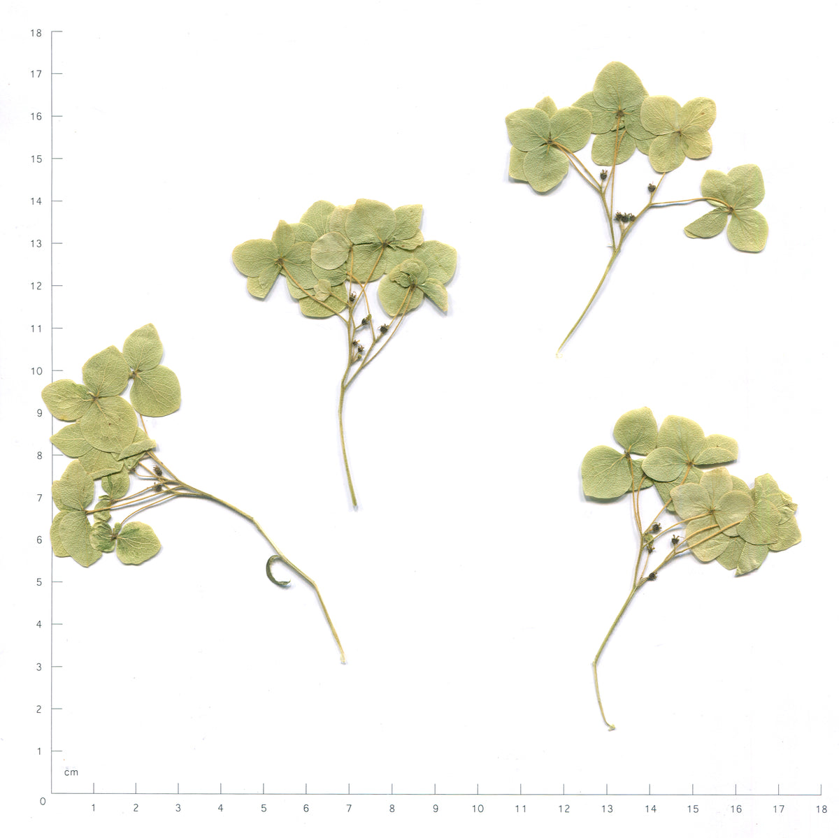 Green pressed flower hydrangea with stems on a measurement grid