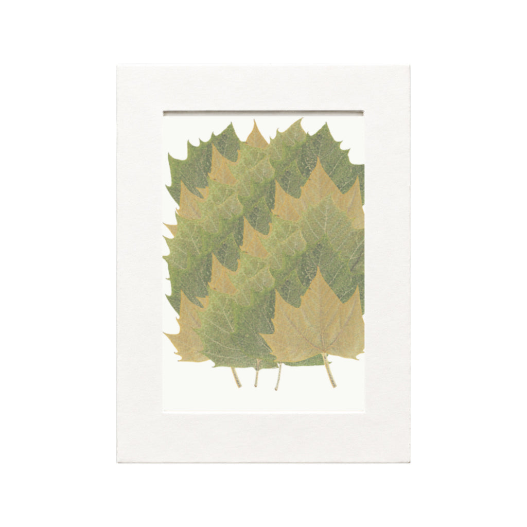 Pressed Plane Tree Leaves, Autumn Mix, 20 pieces in white kraft packaging beneath translucent tracing paper