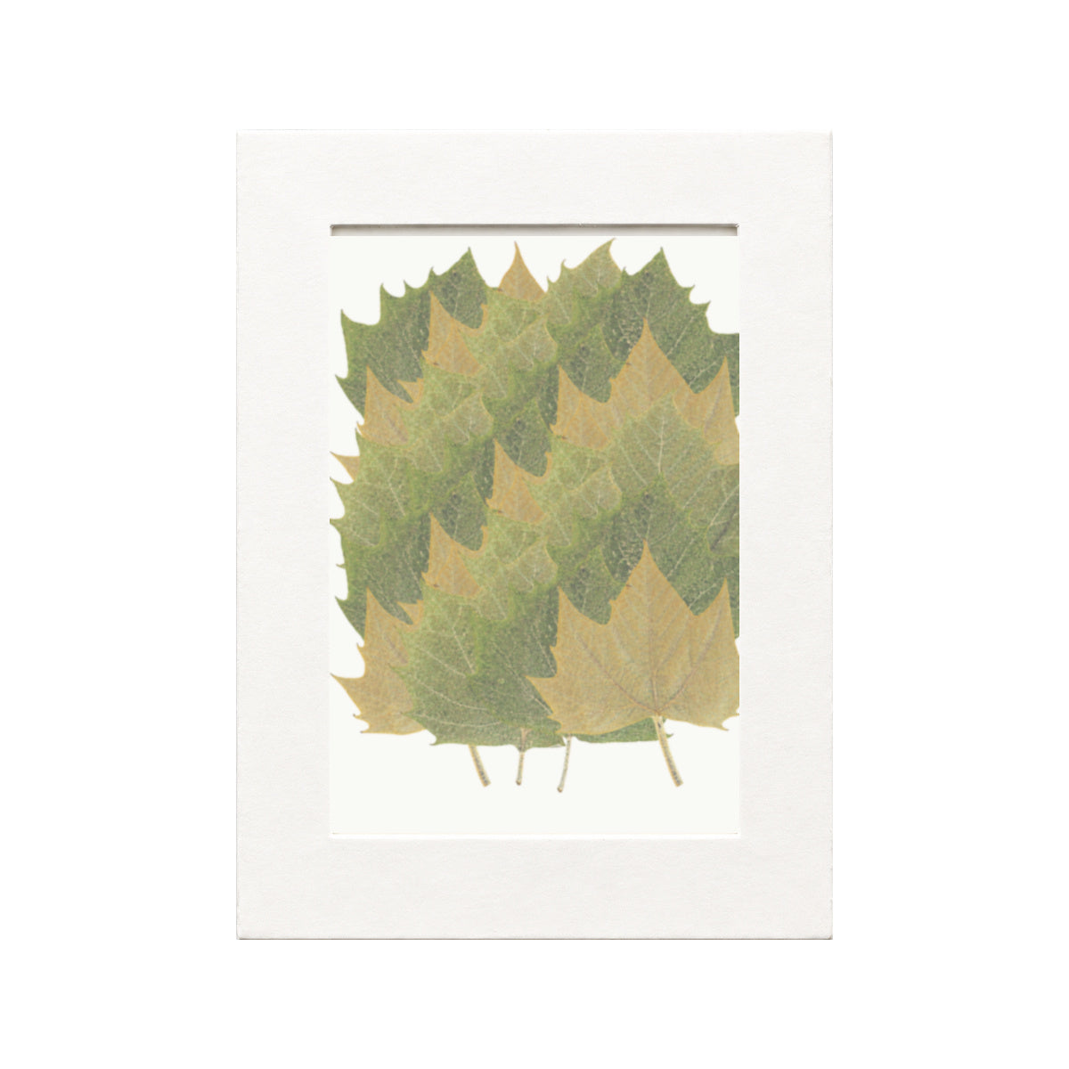 Pressed Plane Tree Leaves, Autumn Mix, 20 pieces in white kraft packaging beneath translucent tracing paper