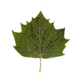 Pressed Plane Tree Leaves, Autumn Mix arranged on a white background