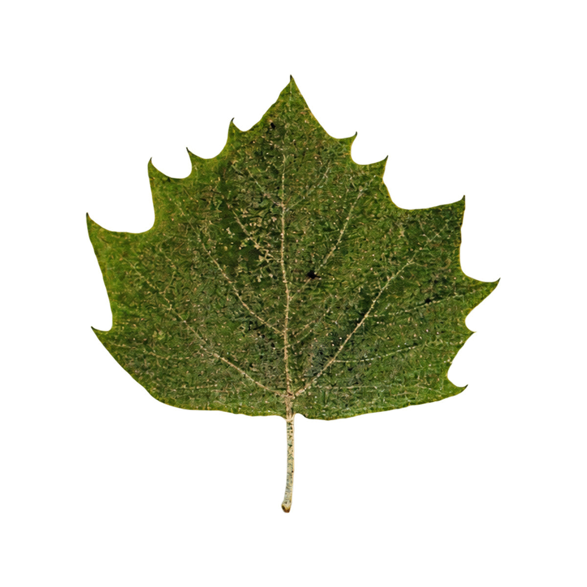 Pressed Plane Tree Leaves, Autumn Mix arranged on a white background