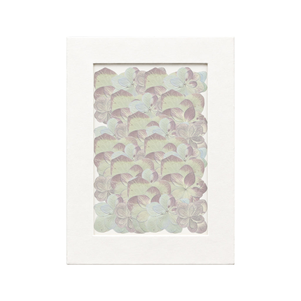 30 pressed Hydrangea pieces in autumn beneath translucent tracing paper