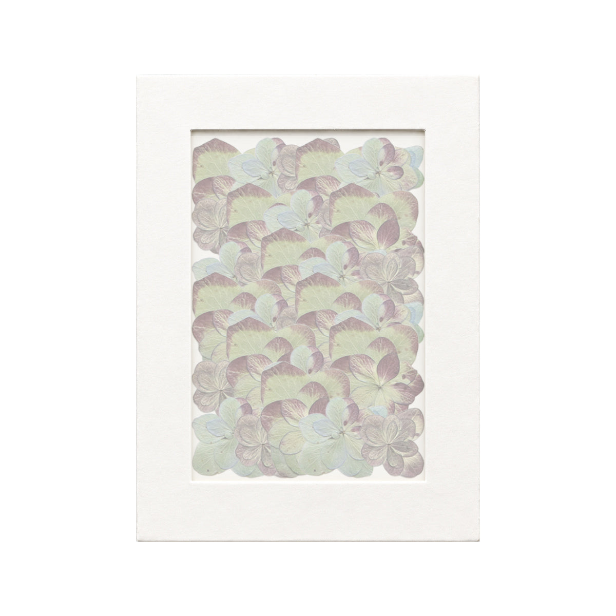 30 pressed Hydrangea pieces in autumn beneath translucent tracing paper