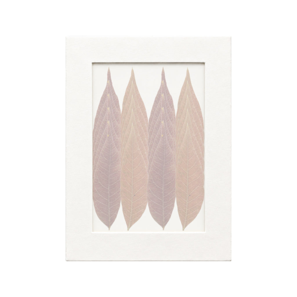 20 pressed Sumac Leaflets pieces in autumn beneath translucent tracing paper