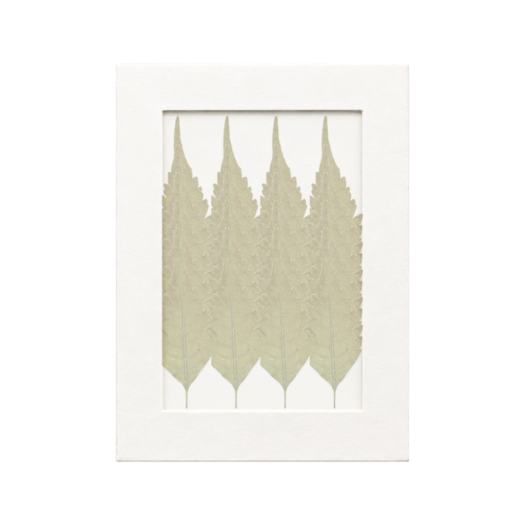 20 pressed Chinaberry Leaflets pieces in autumn beneath translucent tracing paper