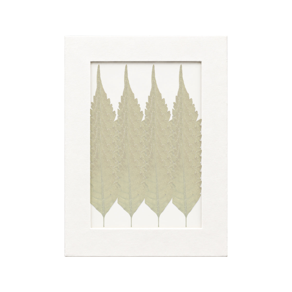 20 pressed Chinaberry Leaflets pieces in autumn beneath translucent tracing paper