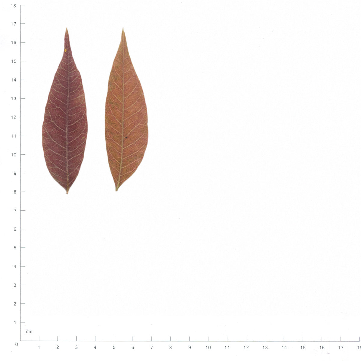 Pressed Sumac Leaflets specimens in autumn beside a metric ruler