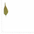 Pressed Chinaberry Leaflets specimens in autumn beside a metric ruler