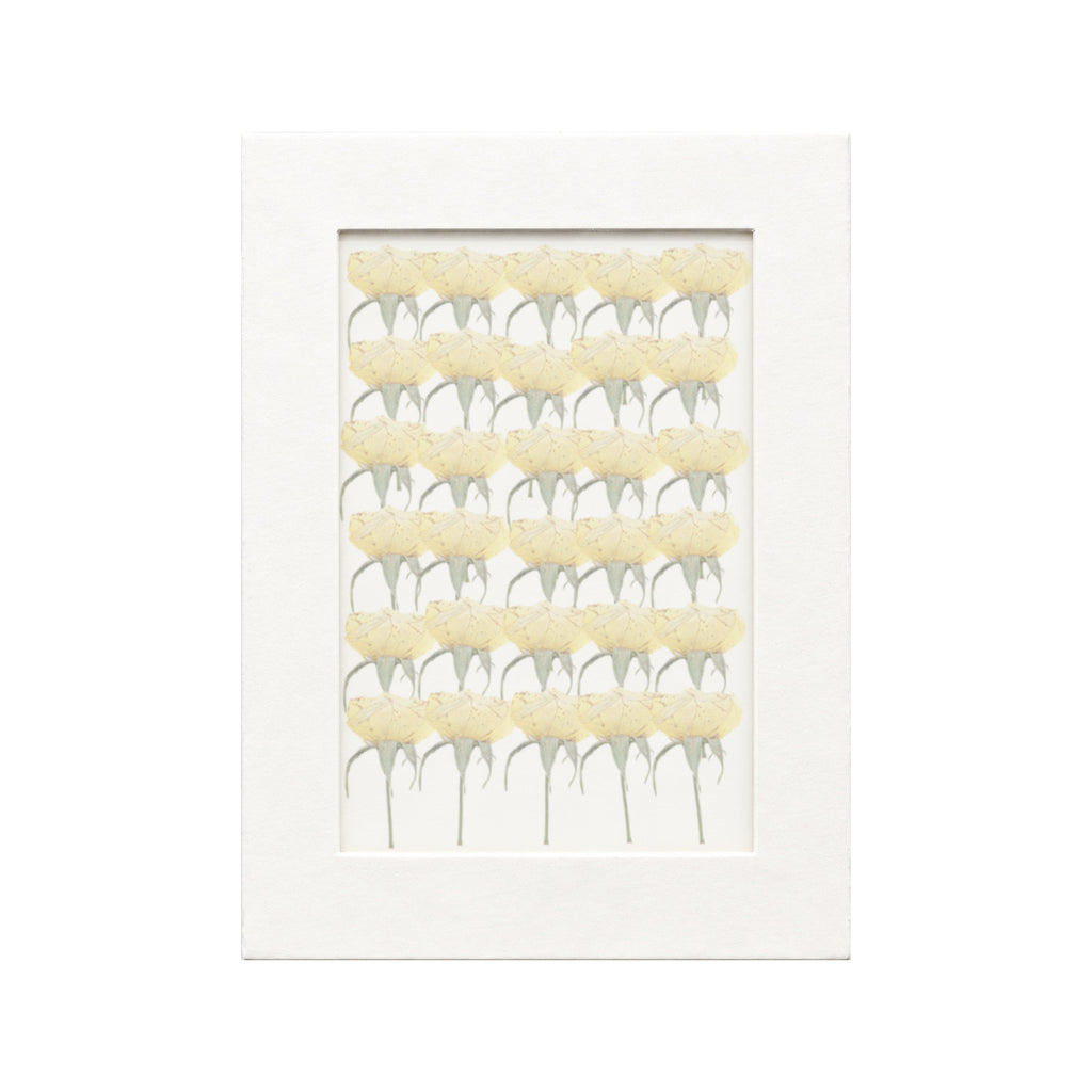 30 pressed Rose stems in beige beneath translucent tracing paper