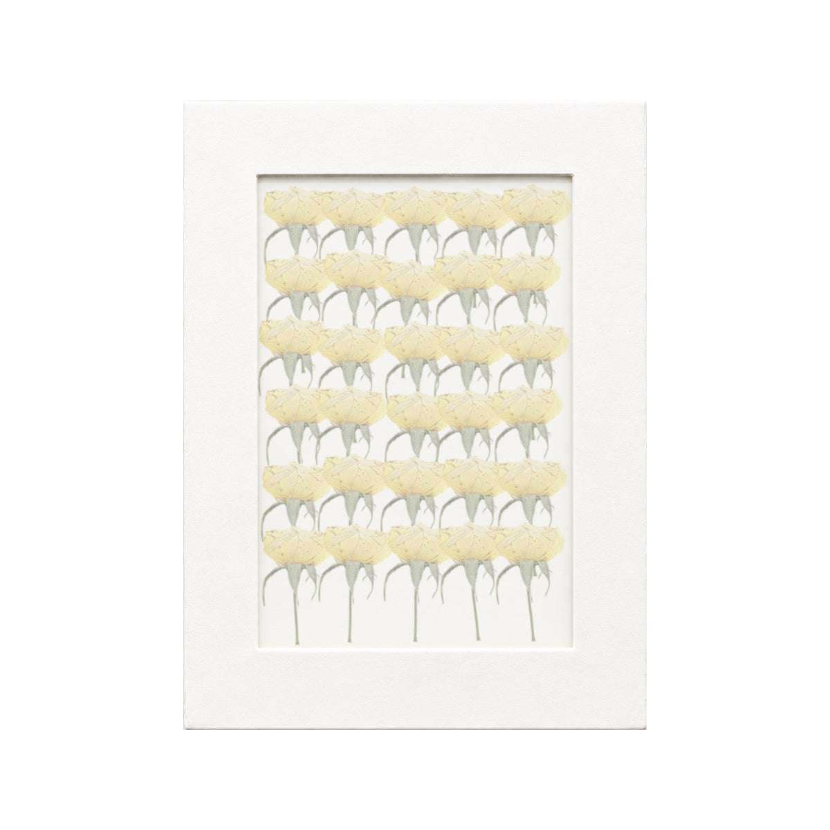 30 pressed Rose stems in beige beneath translucent tracing paper