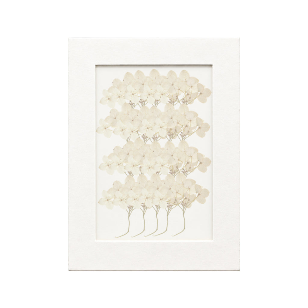 20 pressed Hydrangea stems in beige beneath translucent tracing paper