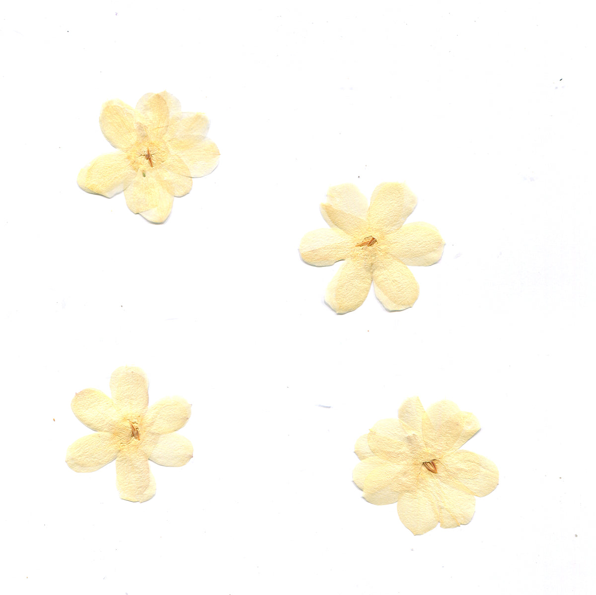 Natural beige winter jasmine flower heads on a white background