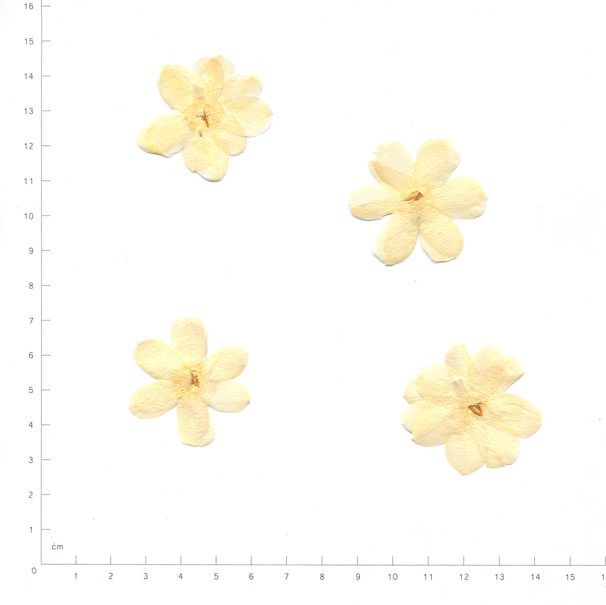 Natural beige winter jasmine flower heads beside a measurement scale