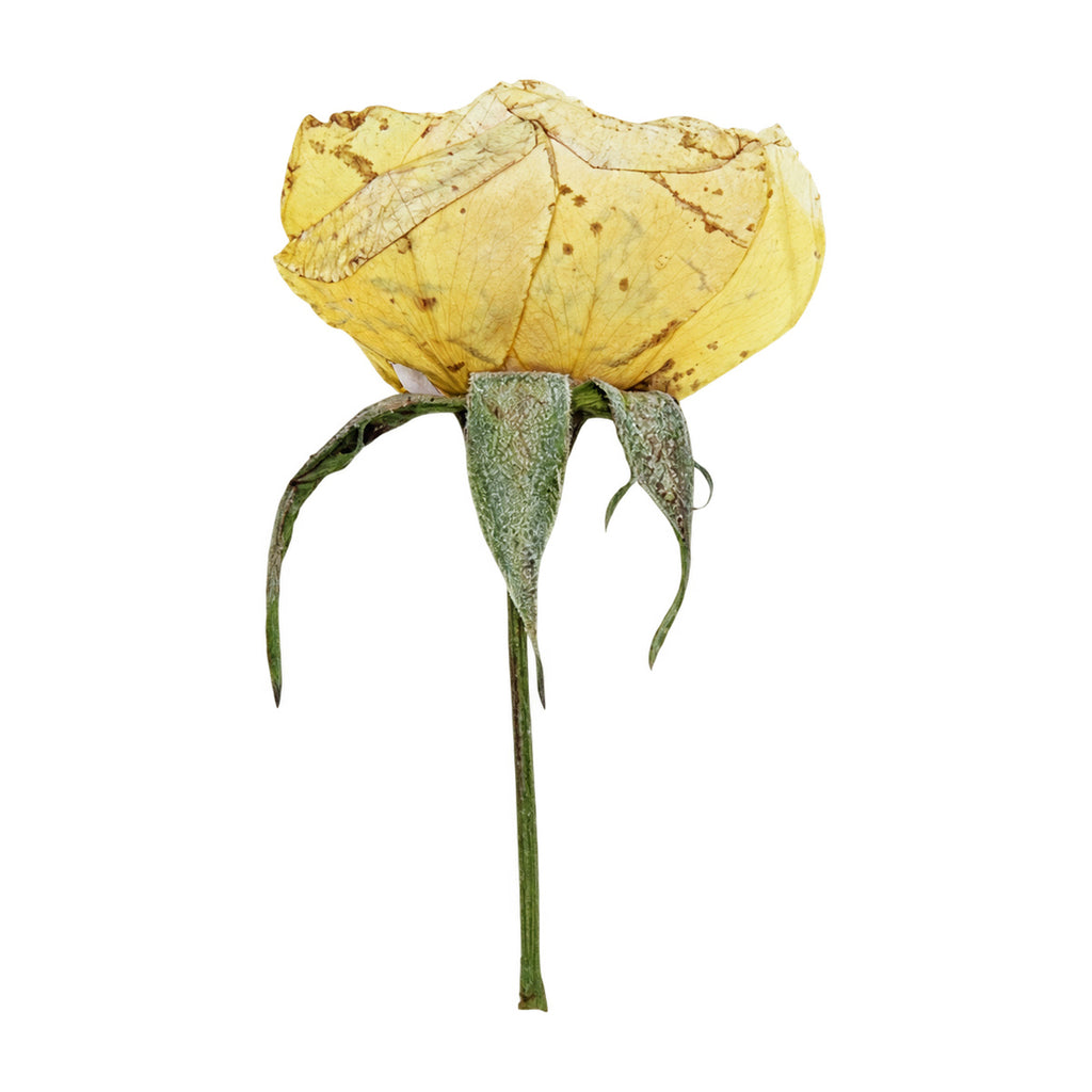 A pressed Rose stem in beige with its natural shape and texture