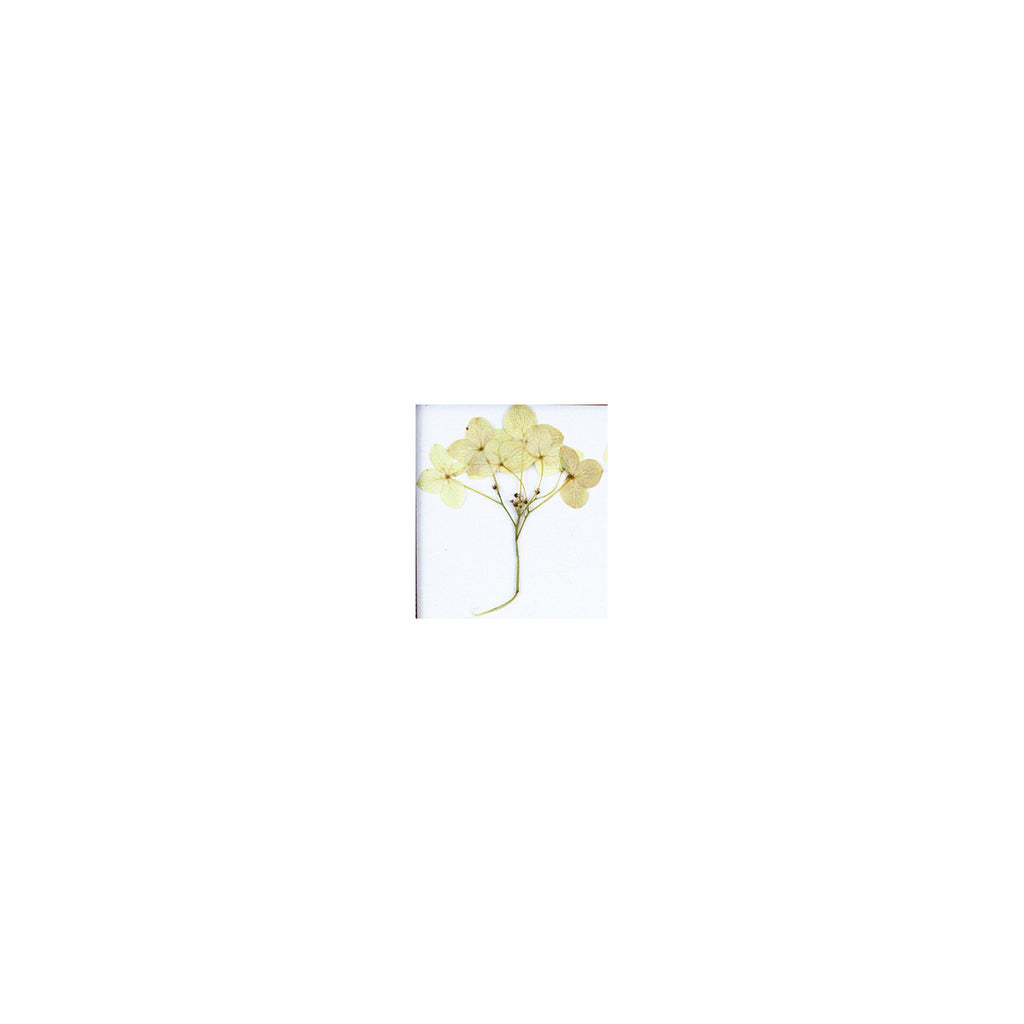 A pressed Hydrangea stem in beige with its natural shape and texture