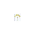 A pressed Hydrangea stem in beige with its natural shape and texture