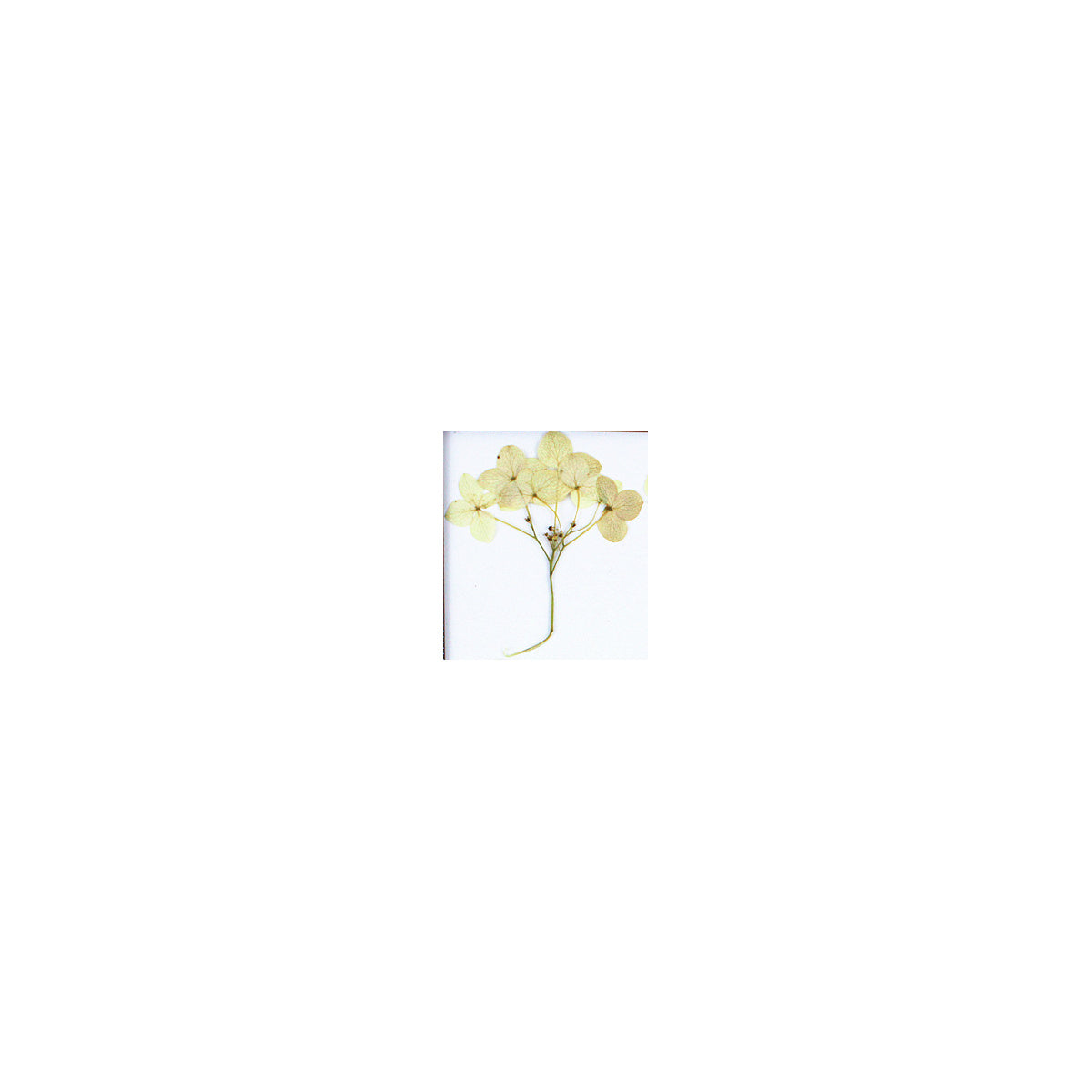 A pressed Hydrangea stem in beige with its natural shape and texture