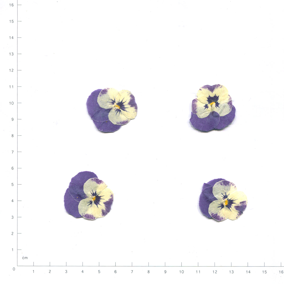 Blue & Yellow pressed flower viola on a measurement grid