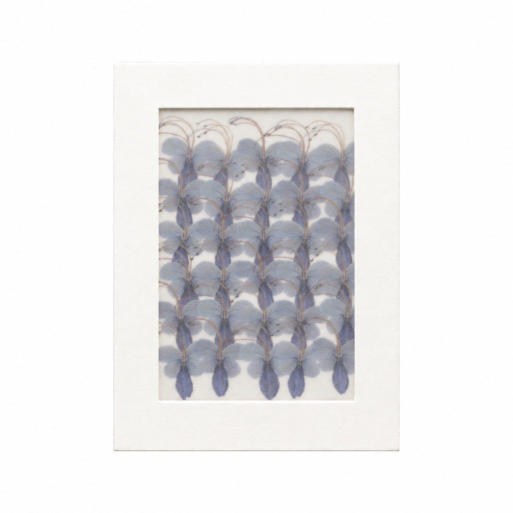 Pressed Flower Blue Butterfly Flower, Blue, 30 pieces in white kraft packaging beneath translucent tracing paper