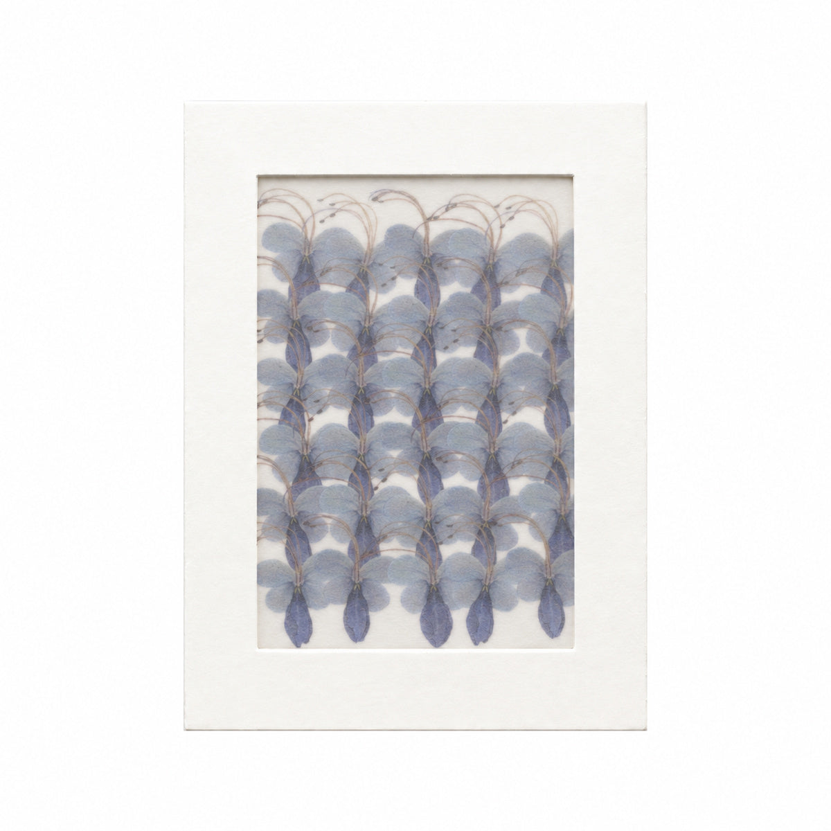 Pressed Flower Blue Butterfly Flower, Blue, 30 pieces in white kraft packaging beneath translucent tracing paper