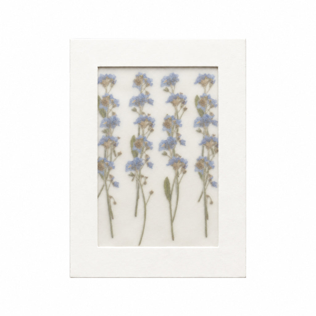 Pressed Flower Forget-me-not, Blue, 20 pieces in white kraft packaging beneath translucent tracing paper