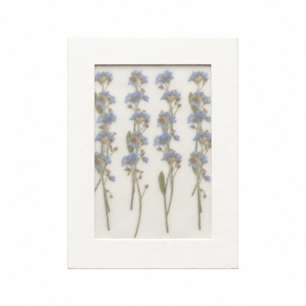 Pressed Flower Forget-me-not, Blue, 20 pieces in white kraft packaging beneath translucent tracing paper