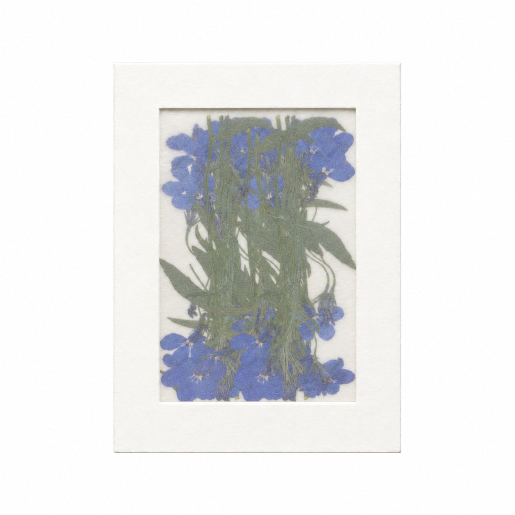 Pressed Flower Lobelia, Blue, 20 pieces in white kraft packaging beneath translucent tracing paper
