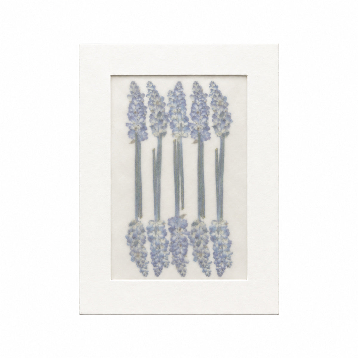 Pressed Flower Salvia, Blue, 20 pieces in white kraft packaging beneath translucent tracing paper