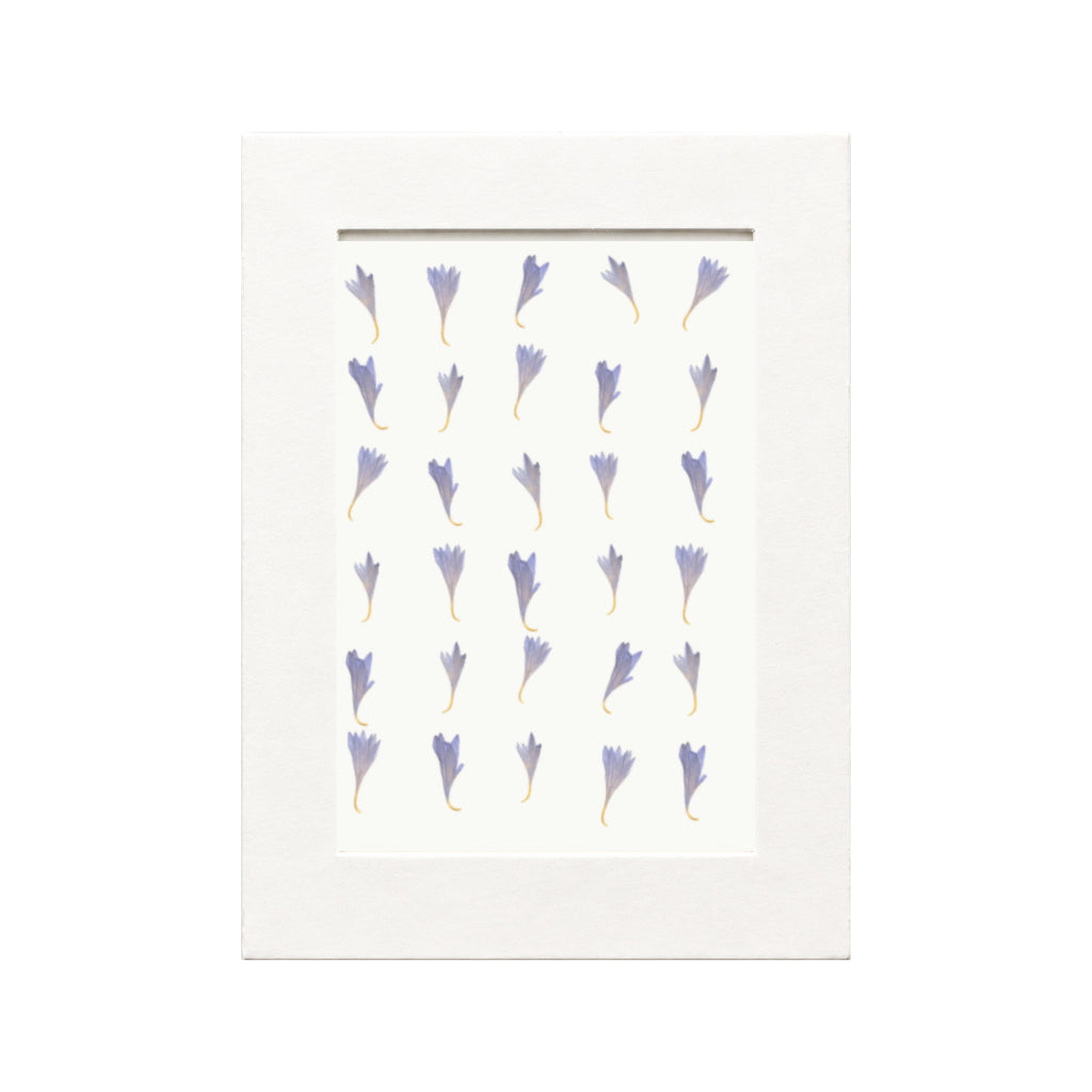 Pressed Cornflower Petals, Blue, 30 pieces in white kraft packaging beneath translucent tracing paper
