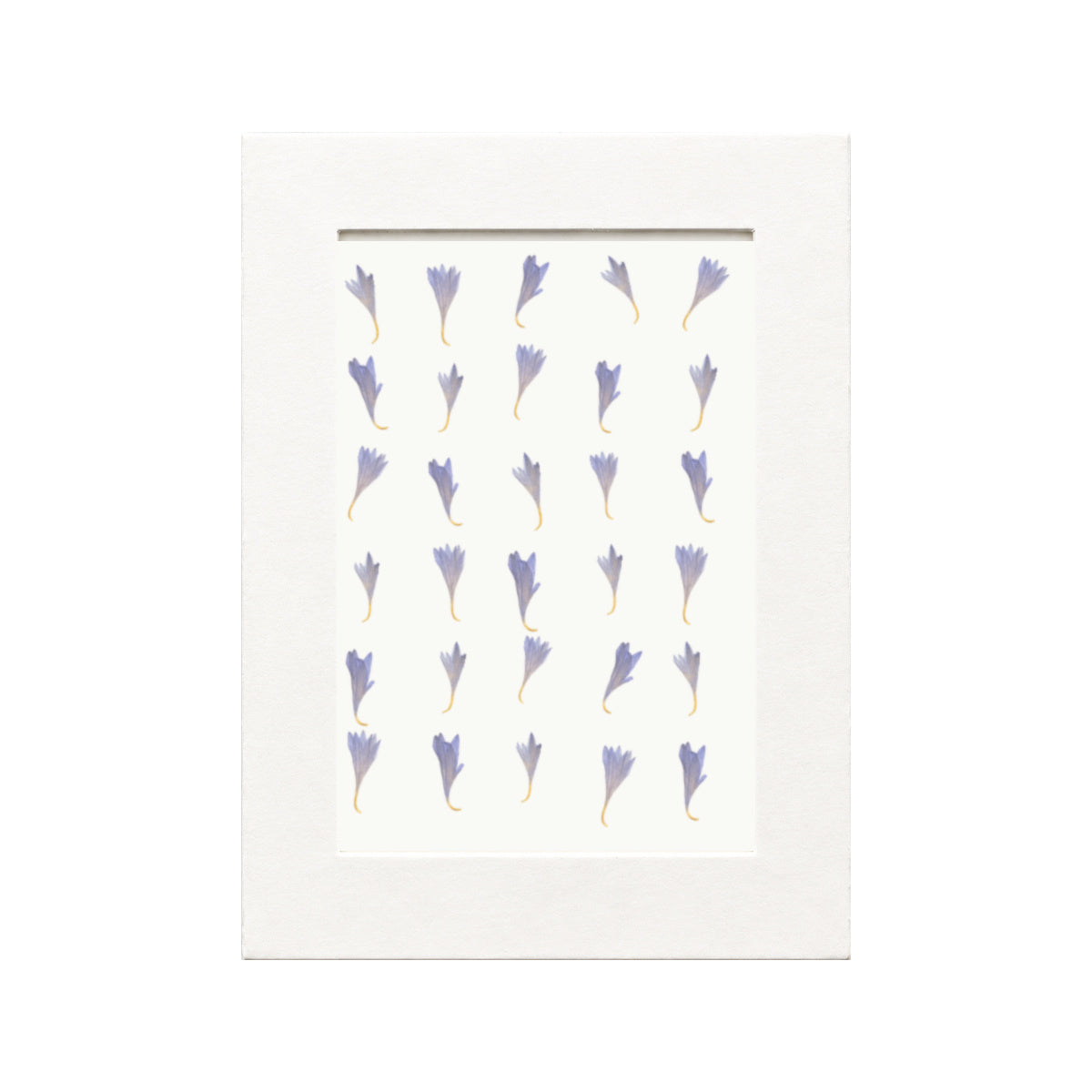 Pressed Cornflower Petals, Blue, 30 pieces in white kraft packaging beneath translucent tracing paper