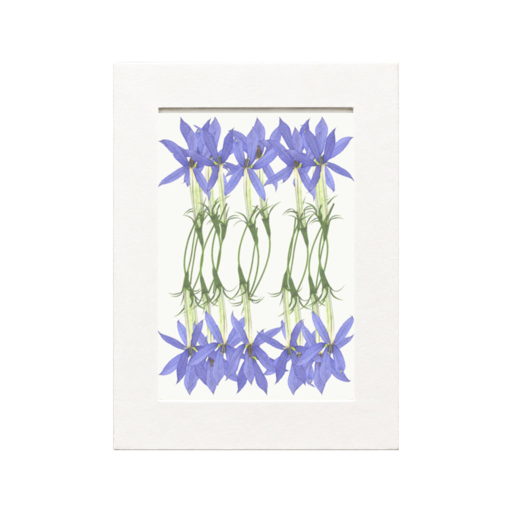 Pressed Flower Laurentia, Blue, 20 pieces in white kraft packaging beneath translucent tracing paper