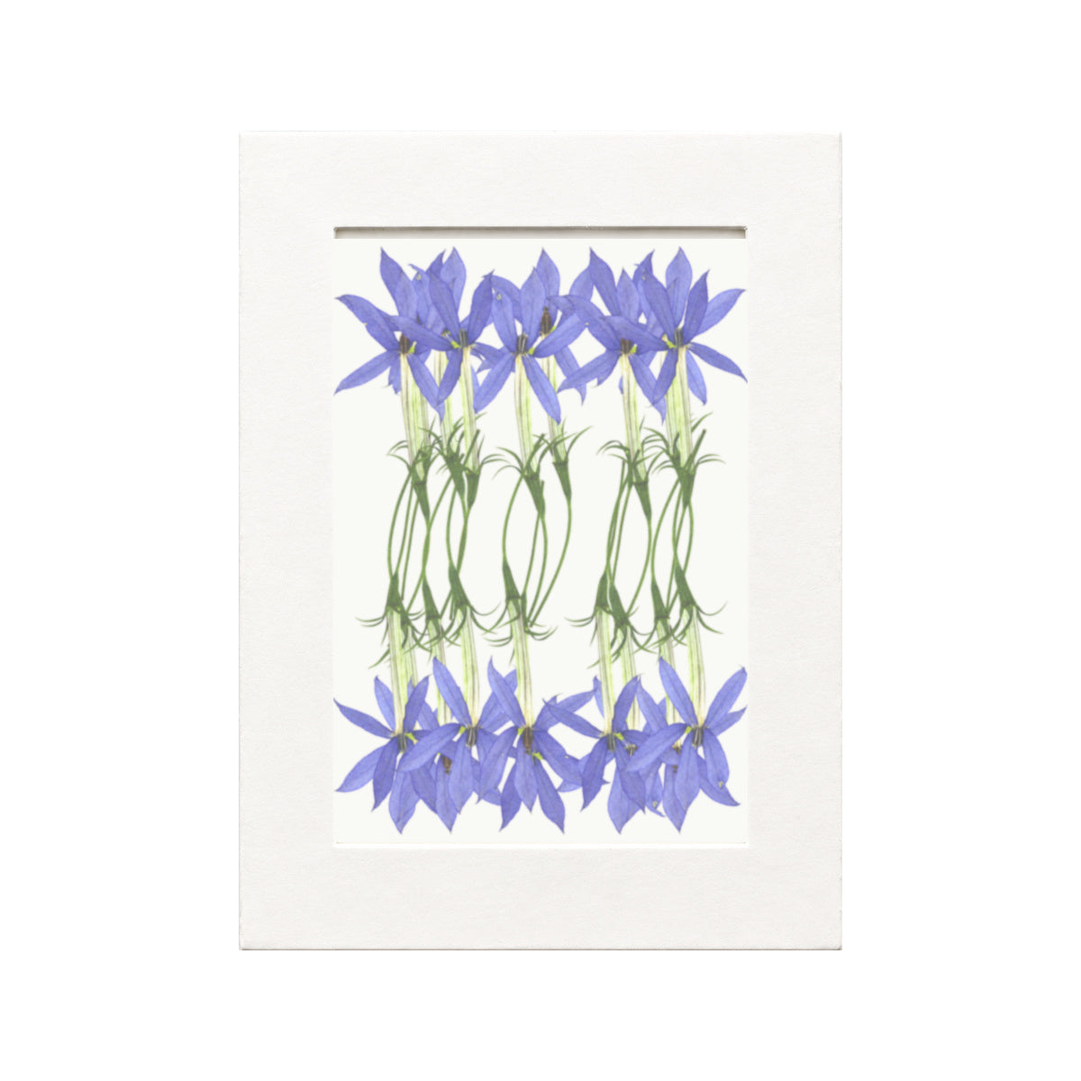 Pressed Flower Laurentia, Blue, 20 pieces in white kraft packaging beneath translucent tracing paper