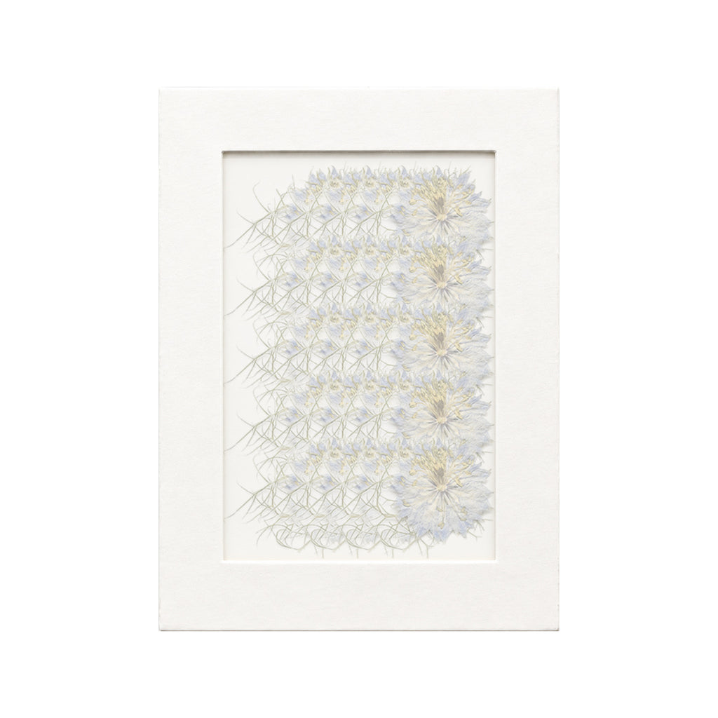 20 pressed Nigella pieces in blue beneath translucent tracing paper