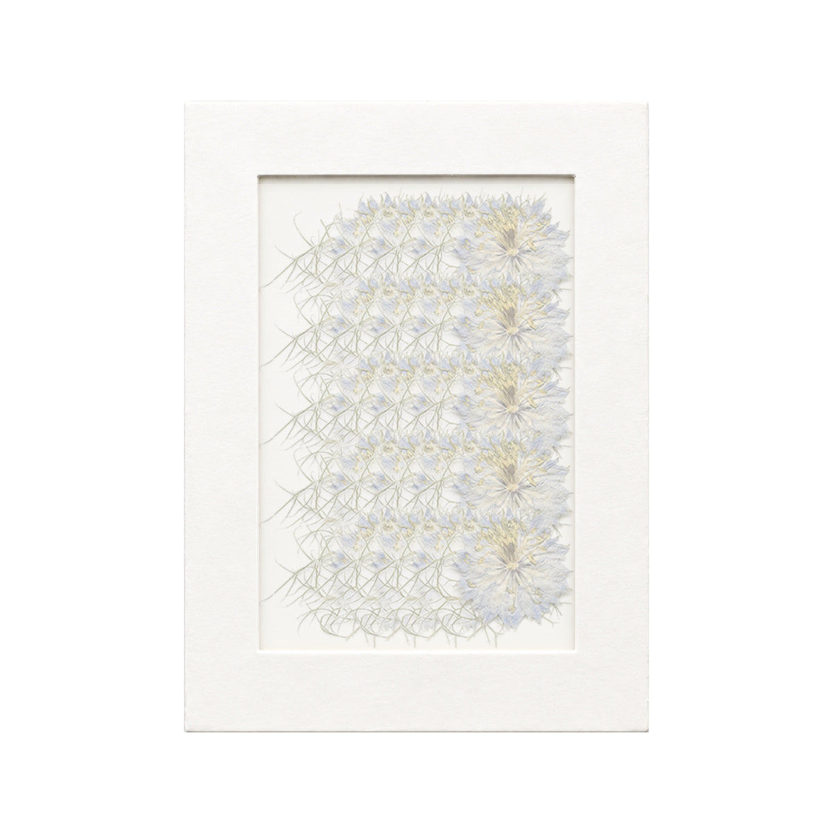 20 pressed Nigella pieces in blue beneath translucent tracing paper