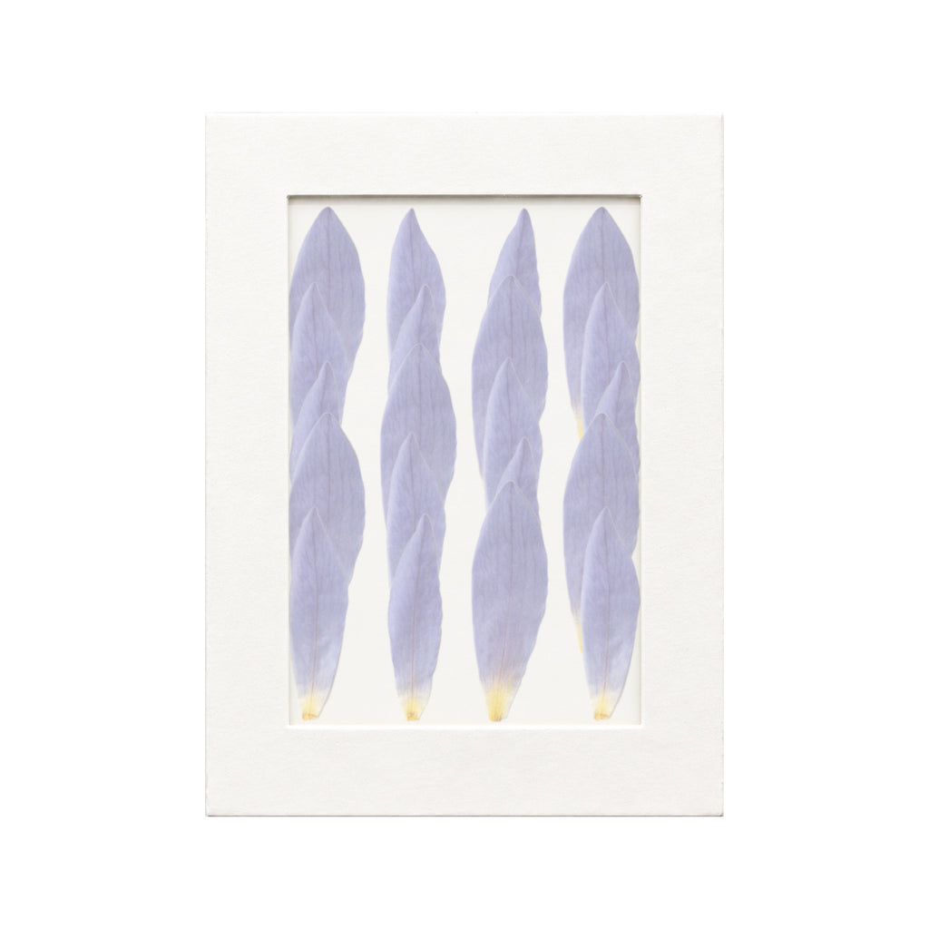 20 pressed Water Lily Petals pieces in blue beneath translucent tracing paper