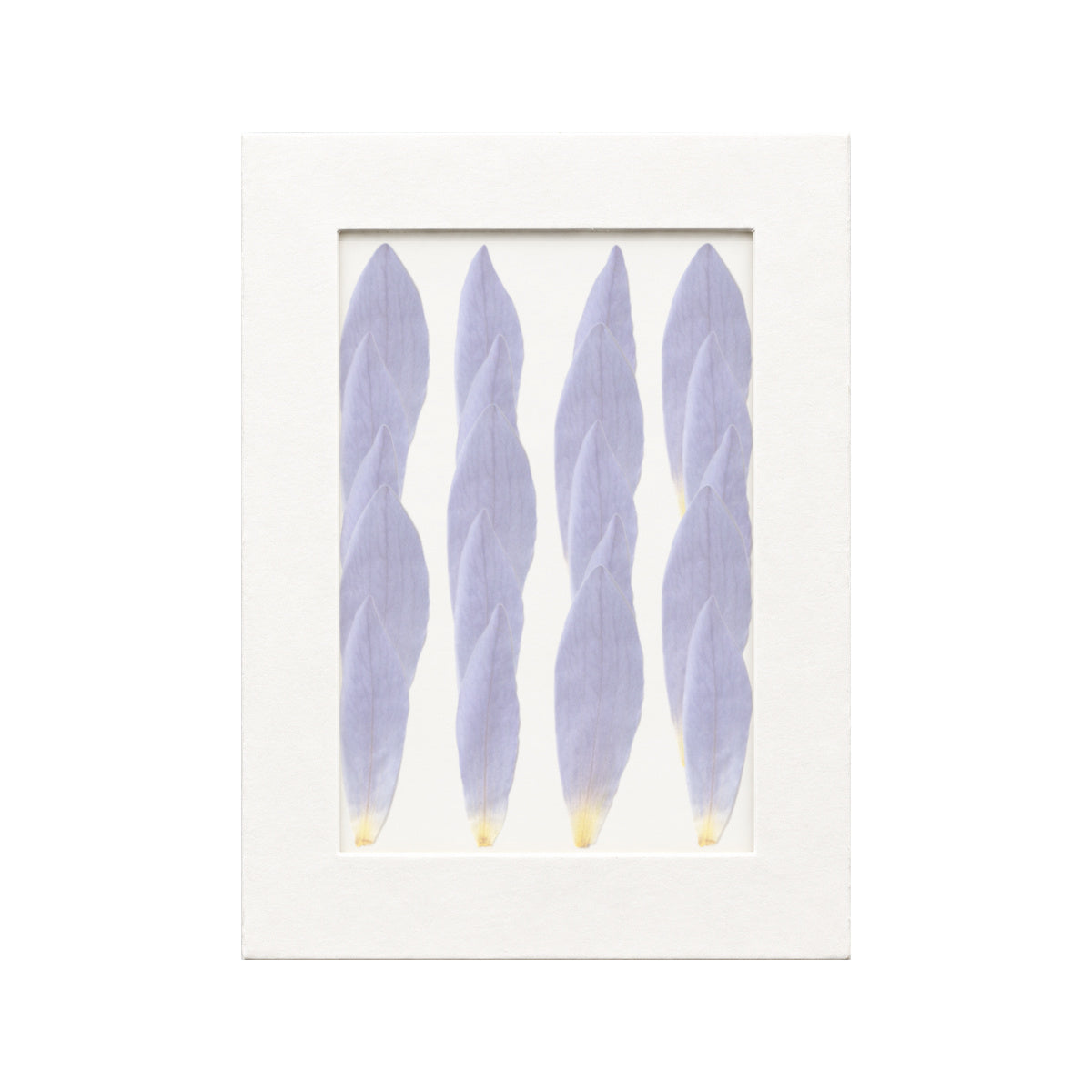 20 pressed Water Lily Petals pieces in blue beneath translucent tracing paper