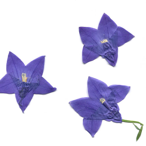 Close-up of natural blue balloon flower flower heads