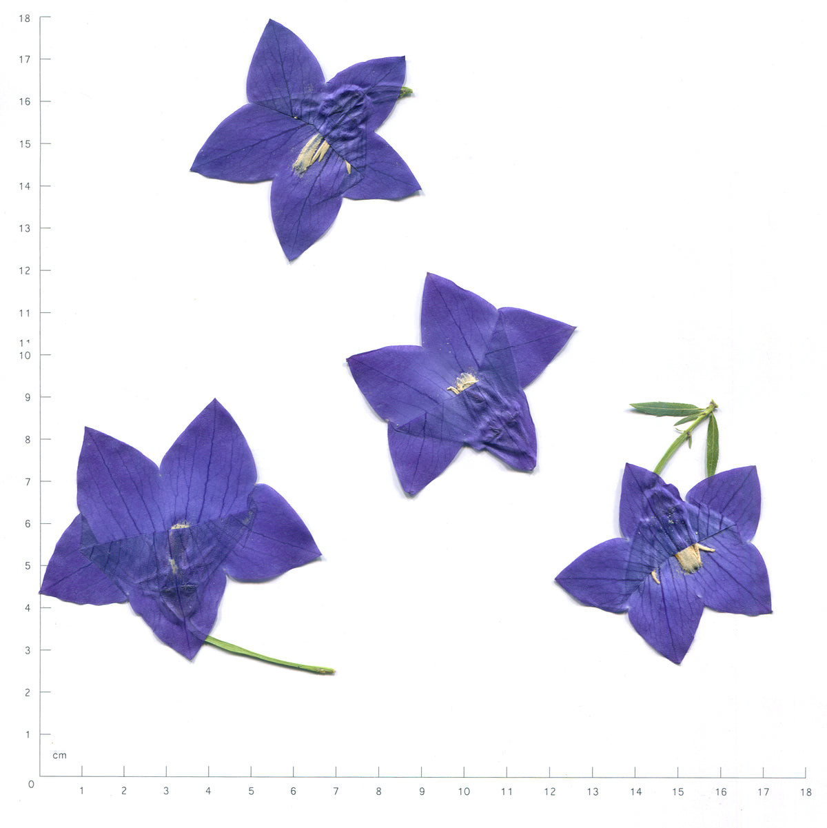 Natural blue balloon flower flower heads on a measurement grid