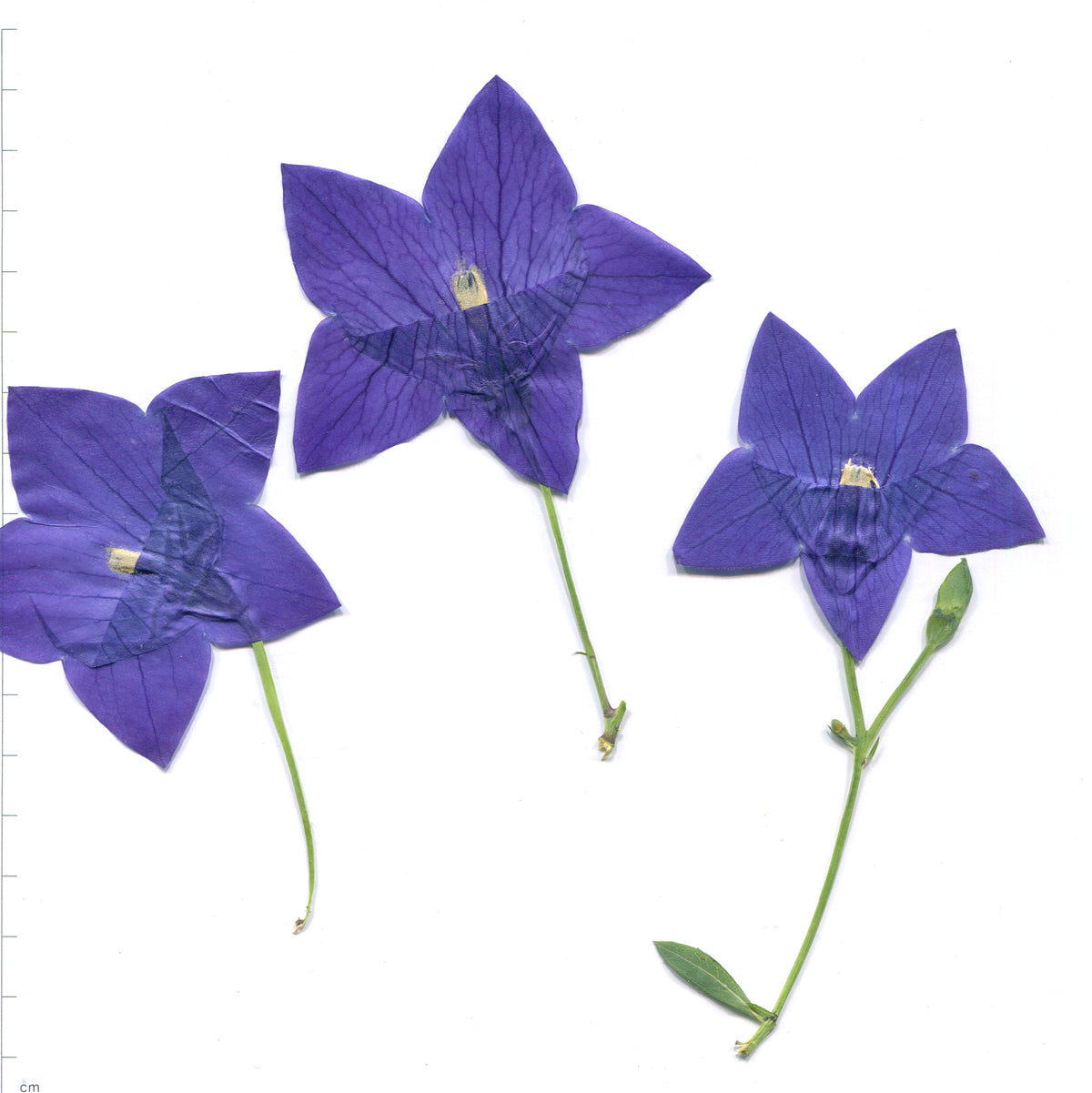 Close-up of natural blue balloon flower flowering sprigs