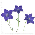 Natural blue balloon flower flowering sprigs on a measurement grid