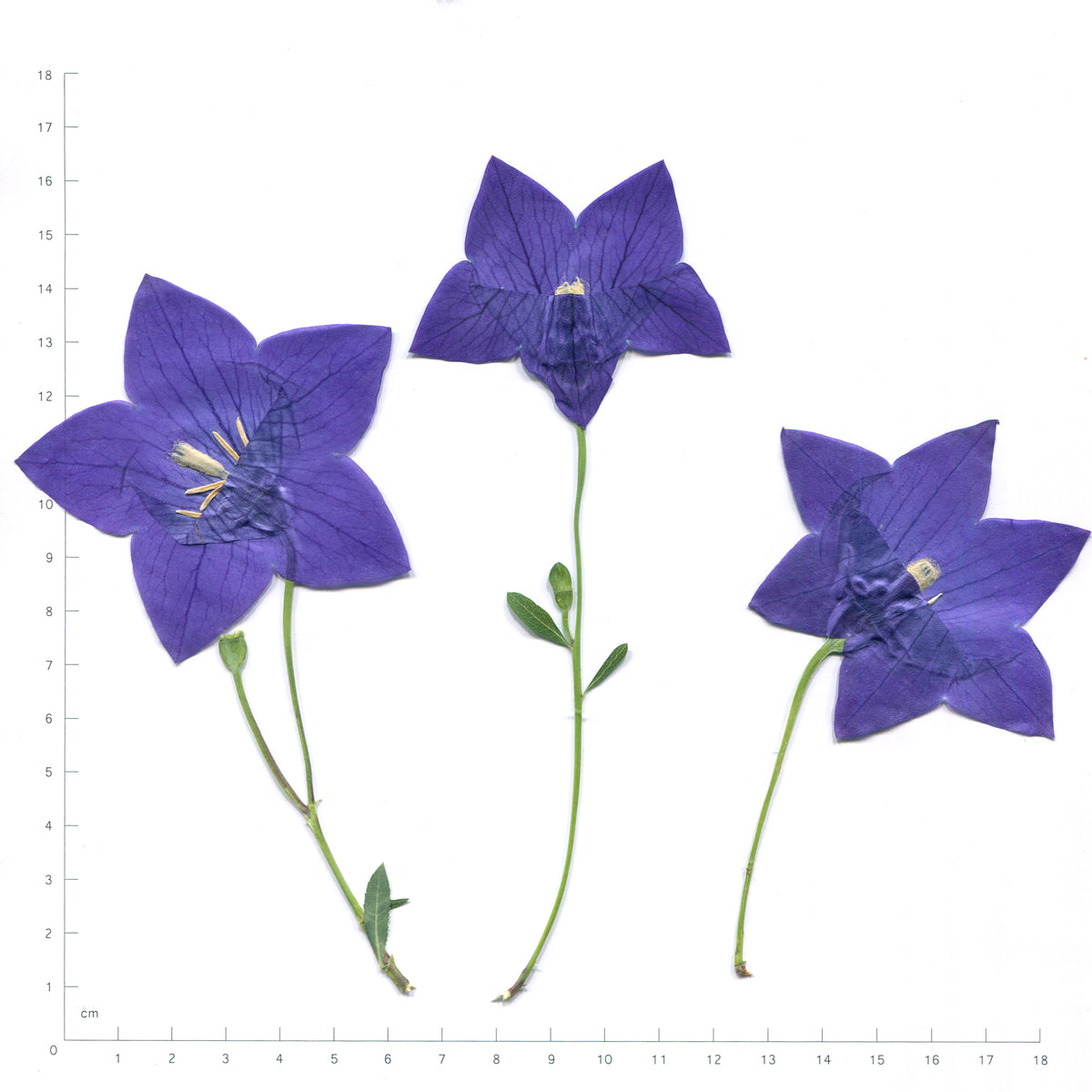 Natural blue balloon flower flowering sprigs on a measurement grid