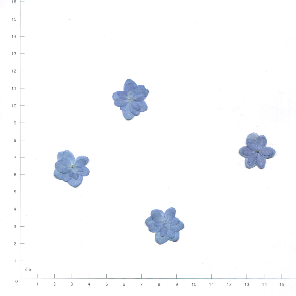 Blue pressed flower double hydrangea on a measurement grid