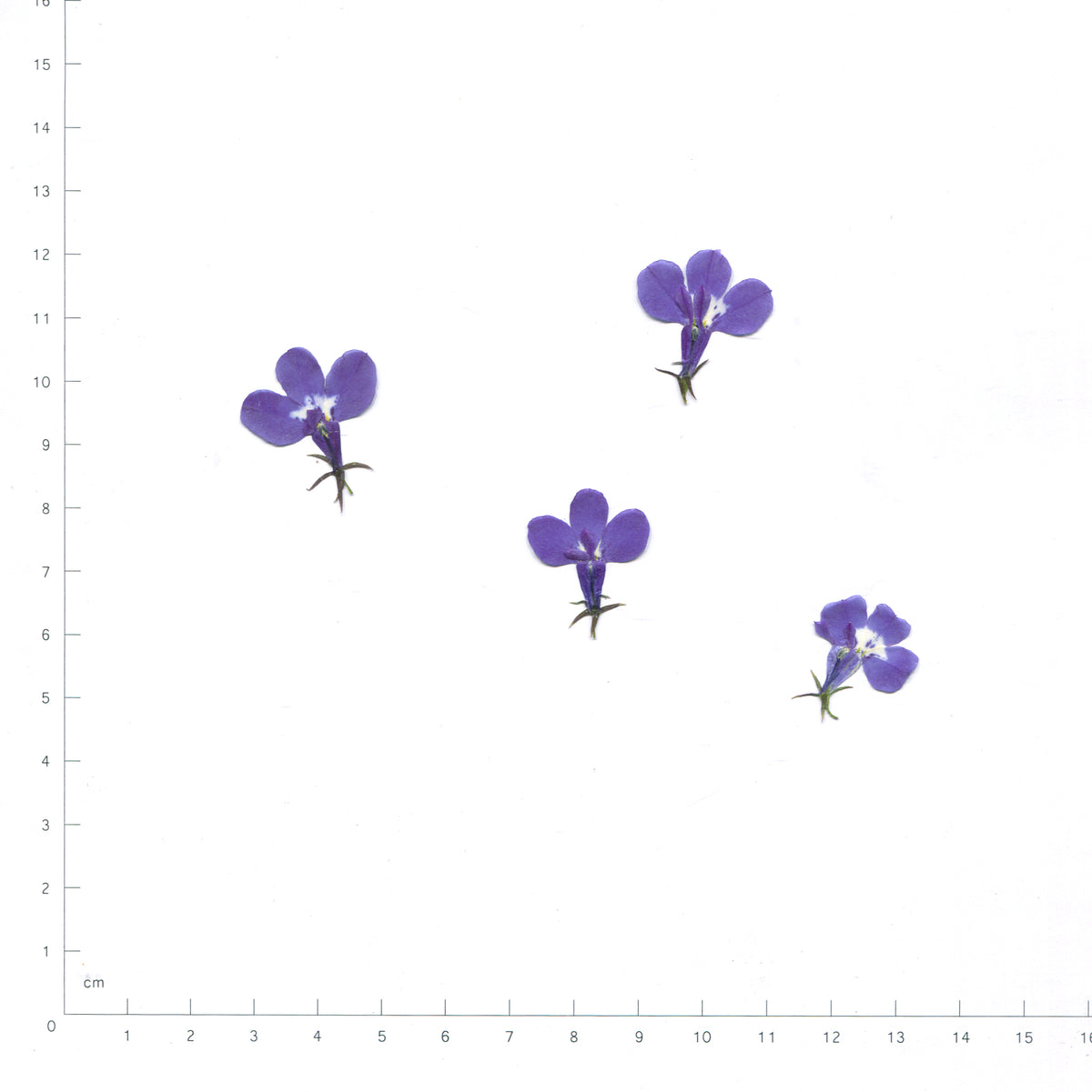 Blue pressed flower lobelia on a measurement grid