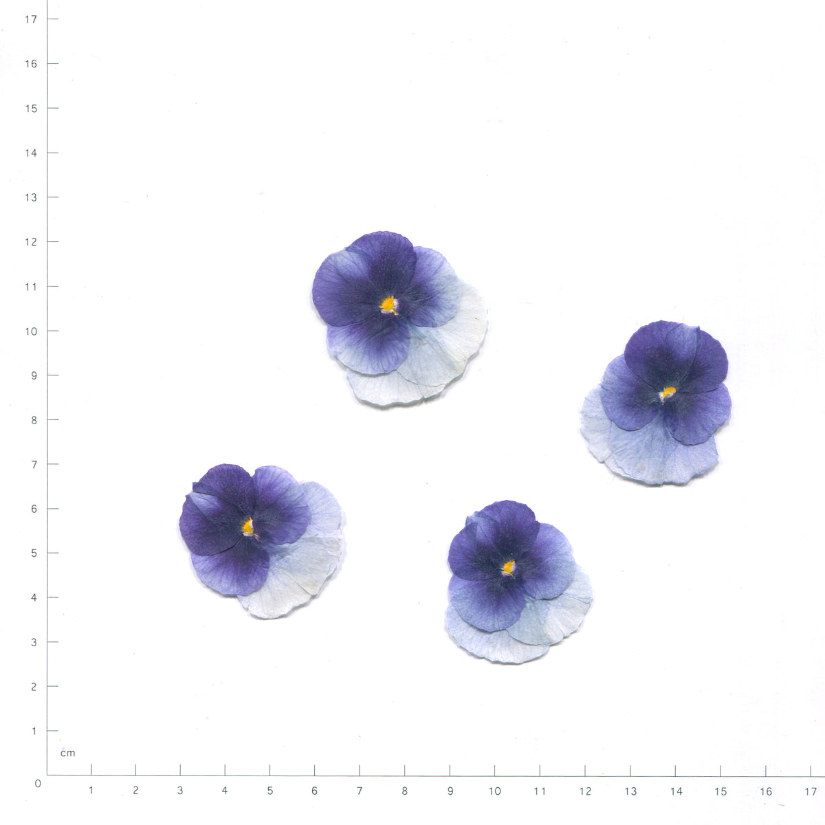 Blue pressed flower viola on a measurement grid