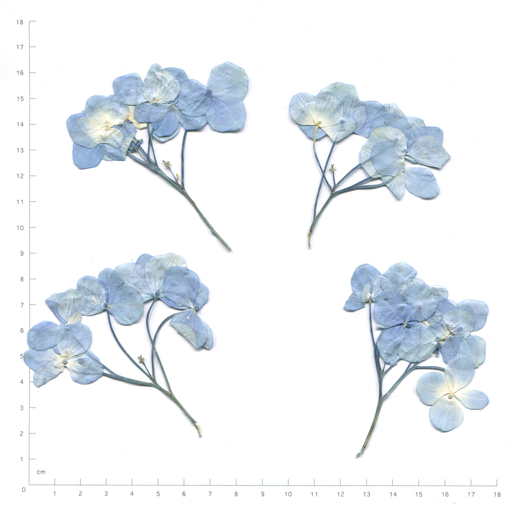 Blue pressed flower hydrangea with stems on a measurement grid