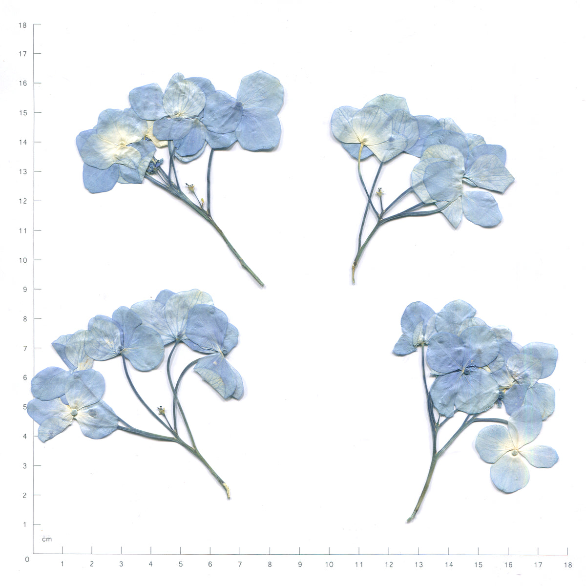 Blue pressed flower hydrangea with stems on a measurement grid