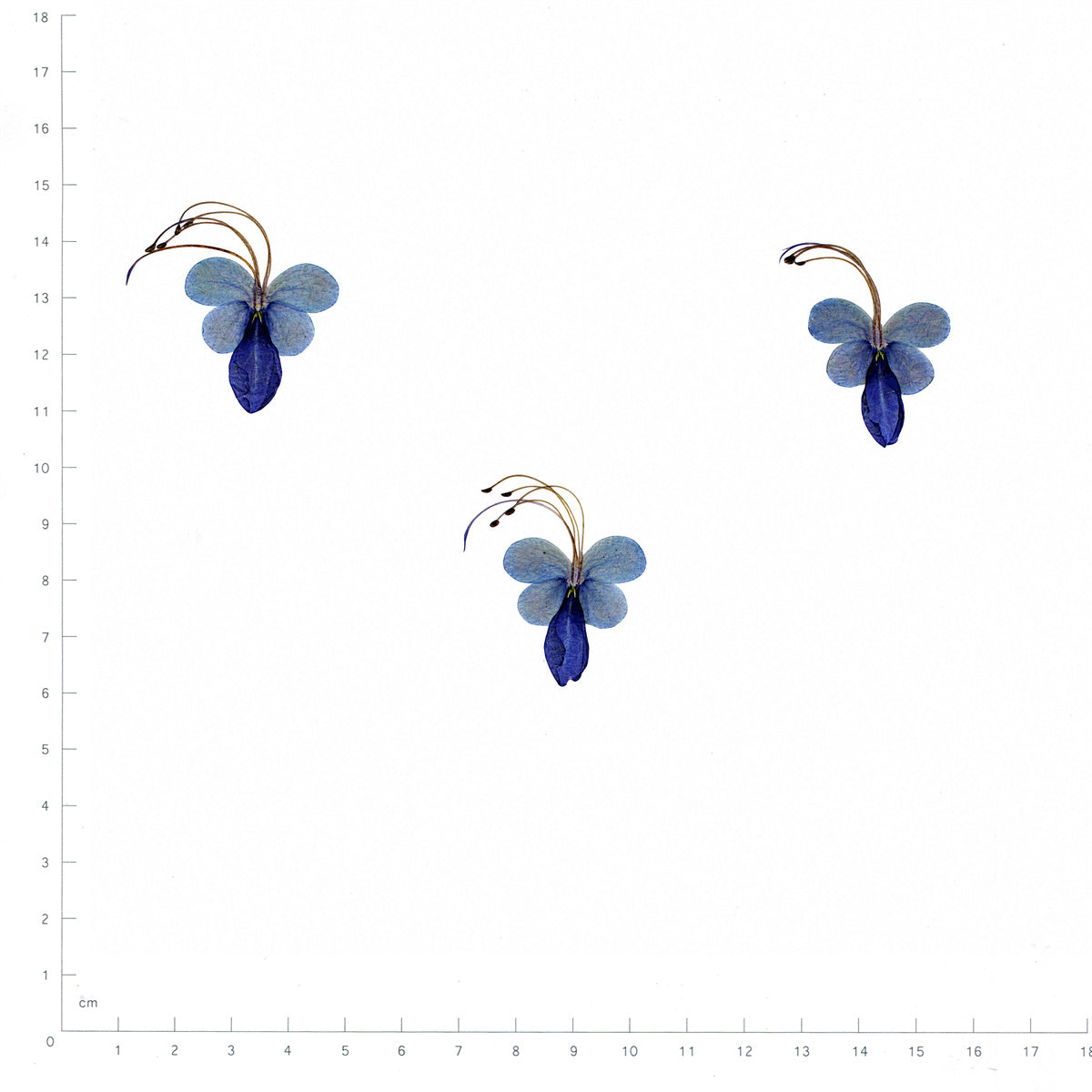 Pressed Flower Blue Butterfly Flower, Blue beside an 180 mm ruler