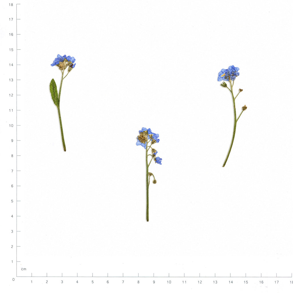 Pressed Flower Forget-me-not, Blue beside an 18 cm ruler