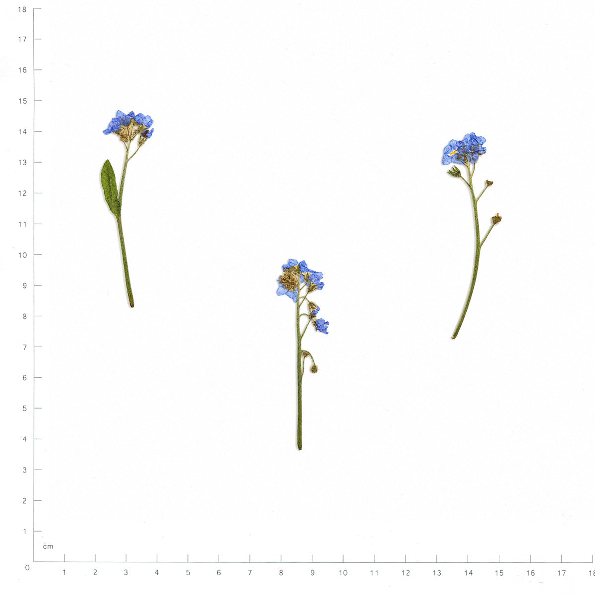 Pressed Flower Forget-me-not, Blue beside an 18 cm ruler