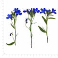 Pressed Flower Lobelia, Blue beside an 18 cm ruler